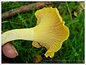 Chanterelle-18