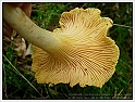 Chanterelle-20