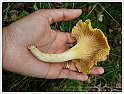 Chanterelle-21
