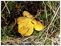 Chanterelle-22