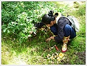 Chanterelle-24