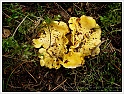Chanterelle-26
