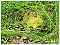 Chanterelle-27
