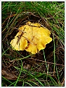 Chanterelle-28