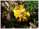 Chanterelle-29