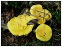 Chanterelle-30