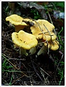 Chanterelle-31