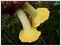 Chanterelle-32