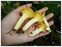 Chanterelle-33