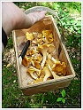 Chanterelle-34