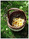 Chanterelle-35