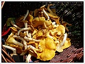 Chanterelle-36