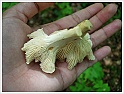 Chanterelle-37