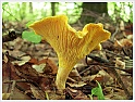 Chanterelle-38