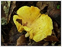 Chanterelle-39