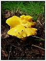 Chanterelle-40