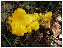 Chanterelle-41