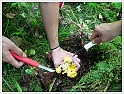 Chanterelle-42