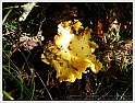 Chanterelle-43