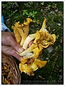 Chanterelle-46