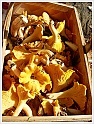 Chanterelle-47