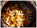 Chanterelle-48