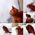 cats