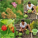 LamaisGarden2010-009