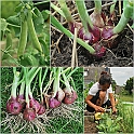 LamaisGarden2010-010