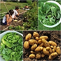 LamaisGarden2010-012