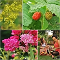 LamaisGarden2010-015
