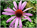 DSCN9185