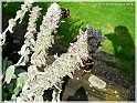 DSCN9189