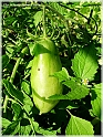 DSCN9206