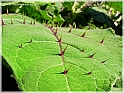 DSCN9213
