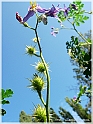 DSCN9216