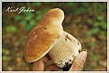 Mushrooms20082010-007