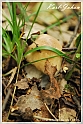 Mushrooms20082010-020