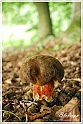 Mushrooms20082010-042