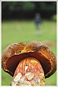 Mushrooms20082010-066
