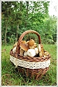 Mushrooms20082010-110