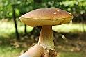 Mushrooms27082010-000