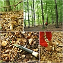 Mushrooms27082010-002