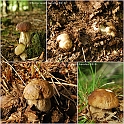 Mushrooms27082010-003