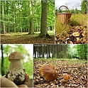 Mushrooms27082010-004