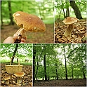 Mushrooms27082010-005