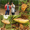 Mushrooms27082010-008