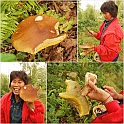 Mushrooms27082010-009