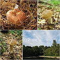 Mushrooms27082010-010