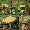 Mushrooms27082010-012